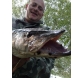 štika 80cm (10)b.jpg